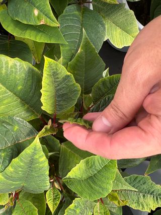 남사큰길농원님의 기타작물 · 병해충상담 작성글 사진