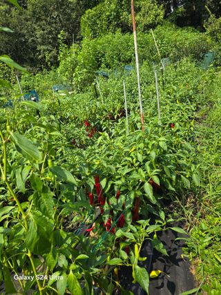 소병찬님의 고추 · 병해충상담 작성글 사진