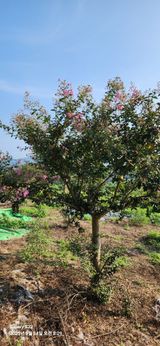 팜모닝 기타작물·병해충상담 게시글 이미지