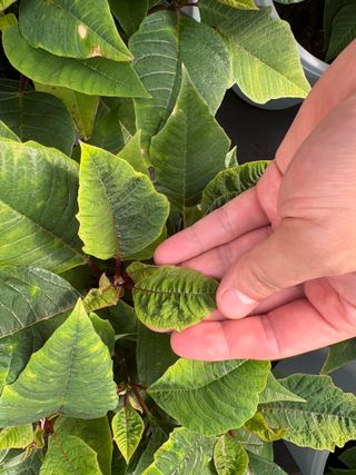 남사큰길농원님의 기타작물 · 병해충상담 작성글 사진