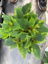 팜모닝 기타작물·병해충상담 게시글 이미지