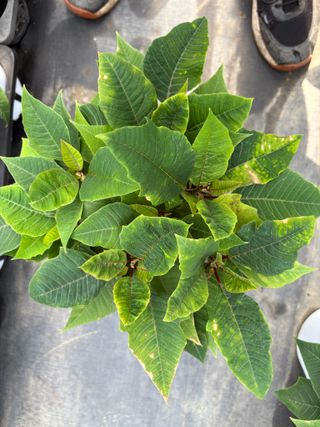 남사큰길농원님의 기타작물 · 병해충상담 작성글 사진