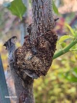 팜모닝 기타작물·병해충상담 게시글 이미지