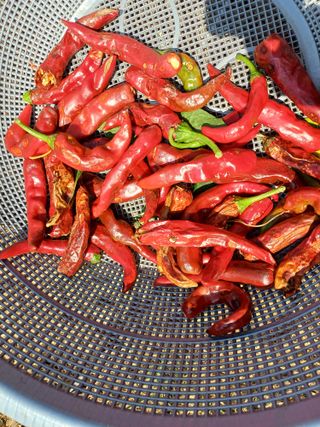 3년차 즐기자님의 고추 · 병해충상담 작성글 사진