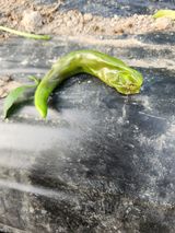 팜모닝 고추·병해충상담 게시글 이미지