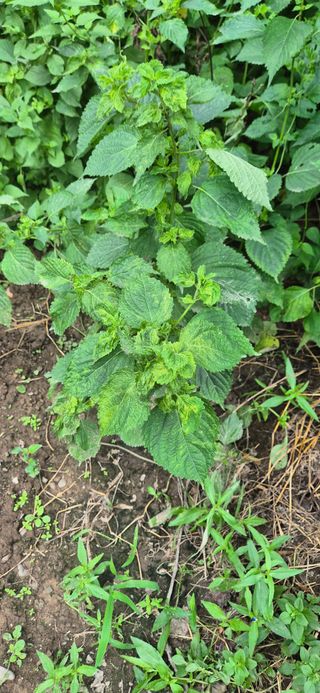 노정현님의 들깨 · 병해충상담 작성글 사진