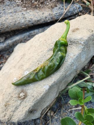 maista님의 고추 · 병해충상담 작성글 사진