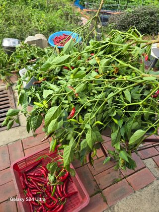 소병찬님의 고추 · 병해충상담 작성글 사진