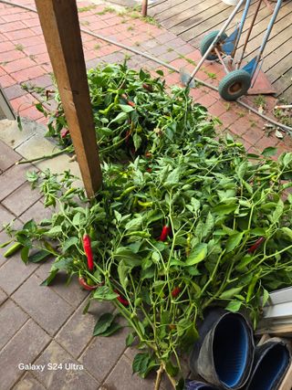 소병찬님의 고추 · 병해충상담 작성글 사진