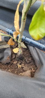 팜모닝 귤·병해충상담 게시글 이미지