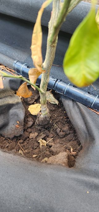 귤22640님의 귤 · 병해충상담 작성글 사진