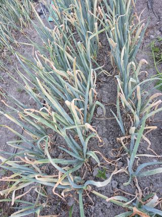 김대연님의 파 · 병해충상담 작성글 사진