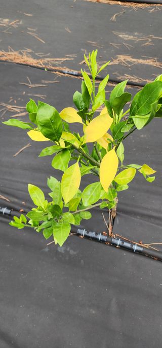 귤22640님의 귤 · 병해충상담 작성글 사진