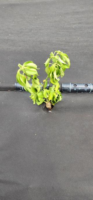 귤22640님의 귤 · 병해충상담 작성글 사진