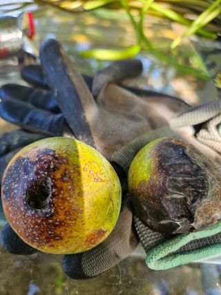 박세인님의 기타작물 · 병해충상담 작성글 사진