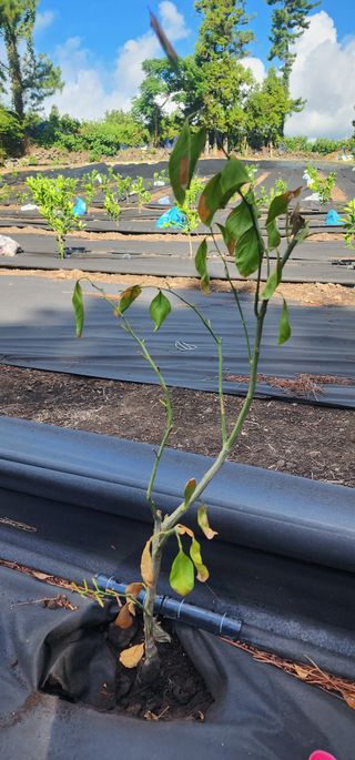 귤22640님의 귤 · 병해충상담 작성글 사진