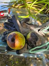 팜모닝 기타작물·병해충상담 게시글 이미지