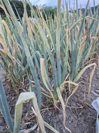 김대연님의 파 · 병해충상담 작성글 사진