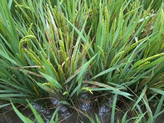 김우회님의 벼 · 병해충상담 작성글 사진