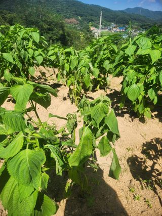 큰골왕자님의 들깨 · 병해충상담 작성글 사진