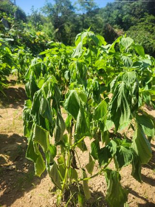 큰골왕자님의 들깨 · 병해충상담 작성글 사진