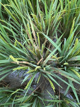 김우회님의 벼 · 병해충상담 작성글 사진