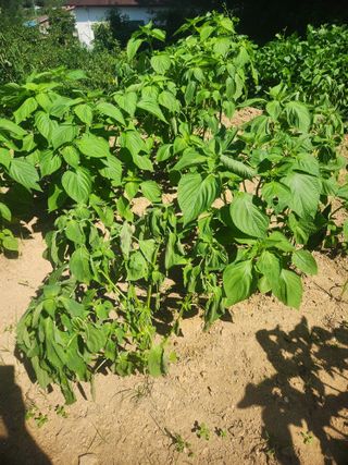 큰골왕자님의 들깨 · 병해충상담 작성글 사진