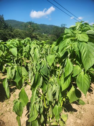 큰골왕자님의 들깨 · 병해충상담 작성글 사진