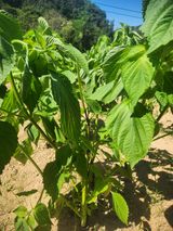 팜모닝 들깨·병해충상담 게시글 이미지