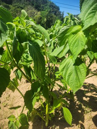 큰골왕자님의 들깨 · 병해충상담 작성글 사진