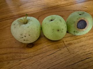 참깨7166님의 사과 · 병해충상담 작성글 사진