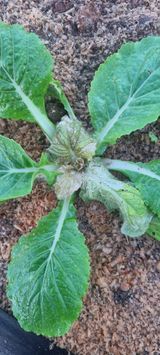 팜모닝 배추·병해충상담 게시글 이미지