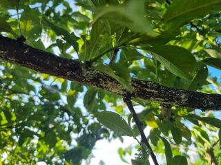 ...님의 자두 · 병해충상담 작성글 사진