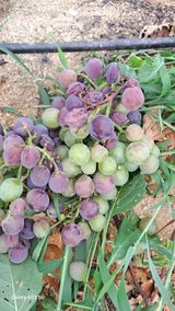 조연만님의 포도·병해충상담 작성글 사진