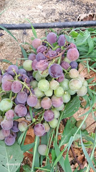 조연만님의 포도 · 병해충상담 작성글 사진