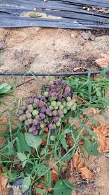 조연만님의 포도·병해충상담 작성글 사진