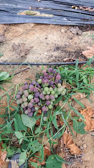 조연만님의 포도 · 병해충상담 작성글 사진