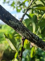 팜모닝 자두·병해충상담 게시글 이미지