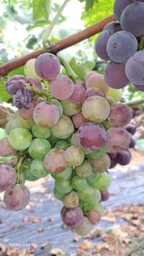 팜모닝 포도·병해충상담 게시글 이미지