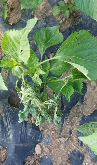 이형모님의 들깨 · 병해충상담 작성글 사진