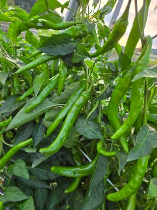 초보농사꾼님의 고추 · 병해충상담 작성글 사진