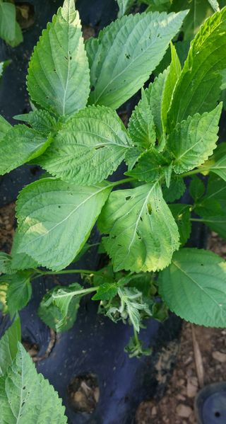 이형모님의 들깨 · 병해충상담 작성글 사진