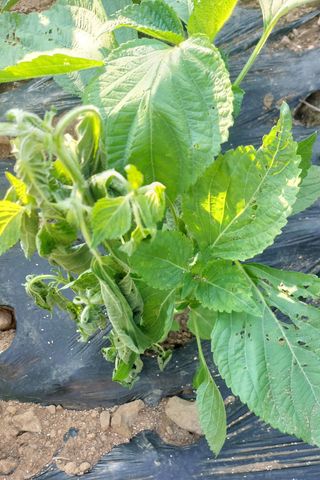 이형모님의 들깨 · 병해충상담 작성글 사진