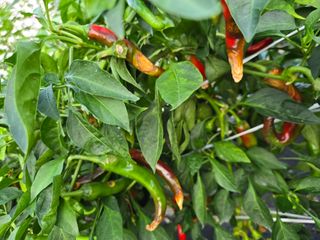 초보농사꾼님의 고추 · 병해충상담 작성글 사진