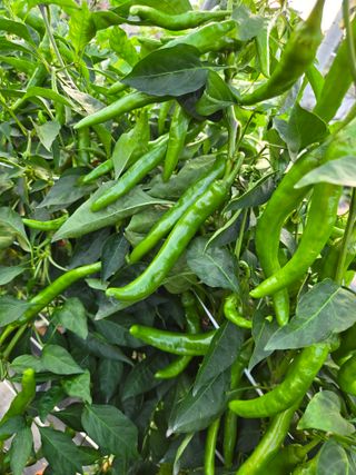 초보농사꾼님의 고추 · 병해충상담 작성글 사진