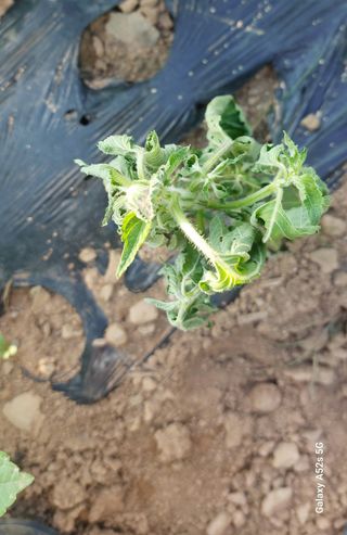 이형모님의 들깨 · 병해충상담 작성글 사진