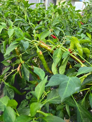 초보농사꾼님의 고추 · 병해충상담 작성글 사진