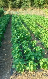 팜모닝 들깨·병해충상담 게시글 이미지