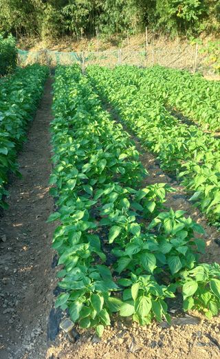 이형모님의 들깨 · 병해충상담 작성글 사진