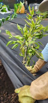 팜모닝 귤·병해충상담 게시글 이미지